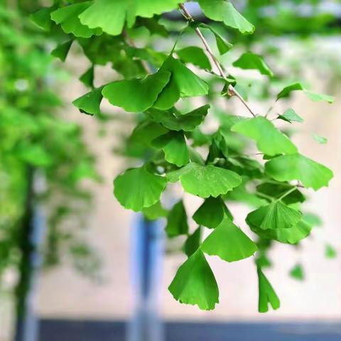 【绘我之情 写你之名】菏泽市第一实验小学三年级级部“我给柿子树做名片”活动