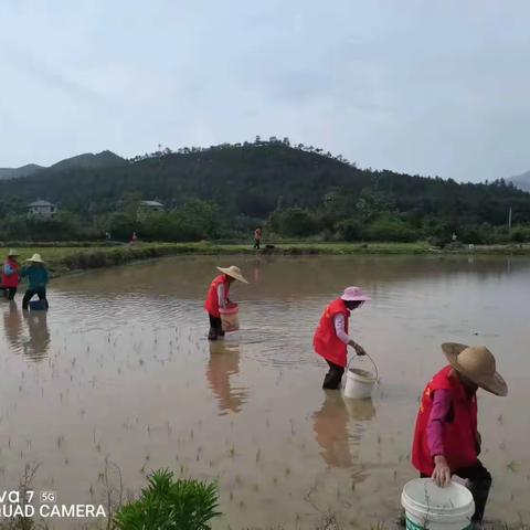 『盘古山镇和平村文明实践站』开展“不负春光好时景，播下田野新希望”活动