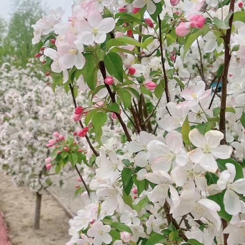 遇见“莓”好———沙岭子幼儿园大一班种植课程小结