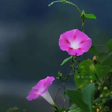 人生中最美的同行者！