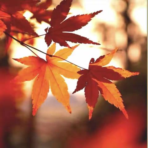 情随枫动，智创奇石