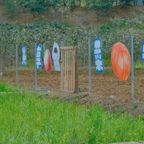 “馨莲心”田野农场｜共享菜园