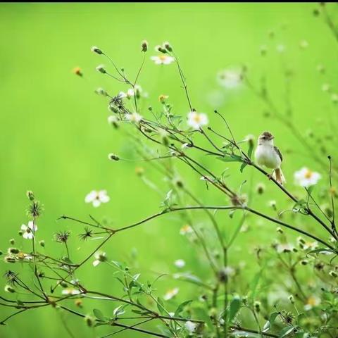 亲近自然，拥抱春天” ——陈集中心幼儿园中班