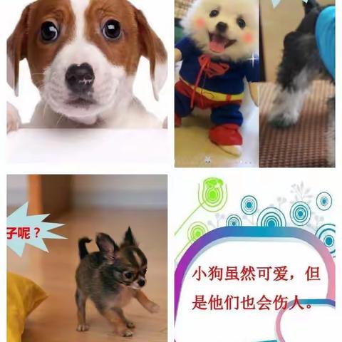 宠物可爱，也会伤人”🐶