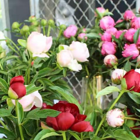 赏芍药花海 绘振兴画卷——黎侯镇举办首届芍药花文化节