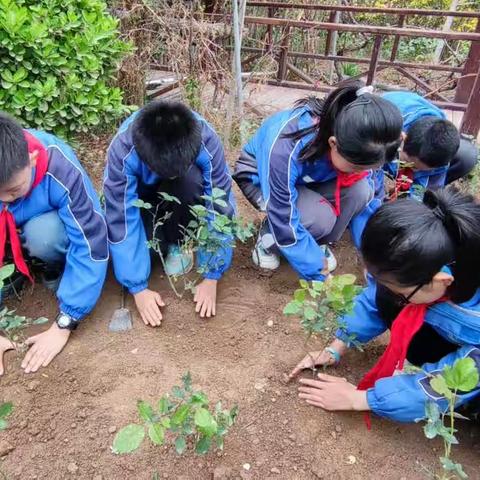 春风十里种成长    劳动教育植美好