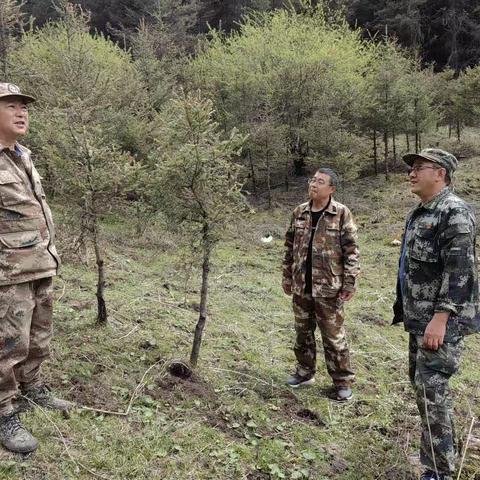 迭部生态建设管护中心腊子口林场工作日报