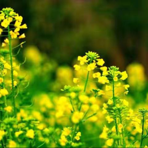 伊犁销售公司雅玛图加油站 一犁新雨破春耕 蔬菜瓜果次第生