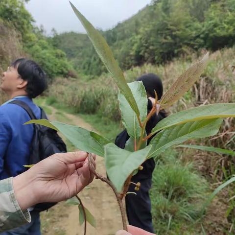 中科院武汉植物园专家前来建宁开展野生猕猴桃资源调查