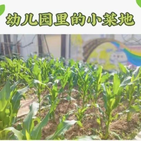 播种快乐👦🏼 收获成长👧——🏠首山镇中心幼儿园玉米🌽丰收日记🌈『二小院内』