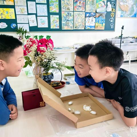 从春蚕到夏蚕：科学课堂里的生命圆舞曲 ——白小珑玺养蚕记