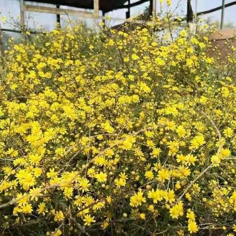 我市新增一家国家农民合作社示范社