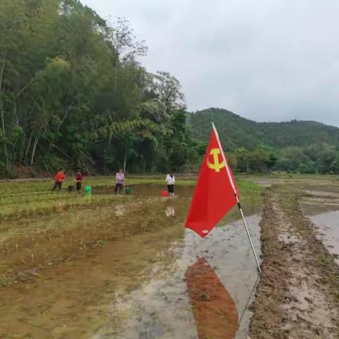 铁山垅镇铁山居新时代文明实践：党员干部下田间，志愿服务助春耕