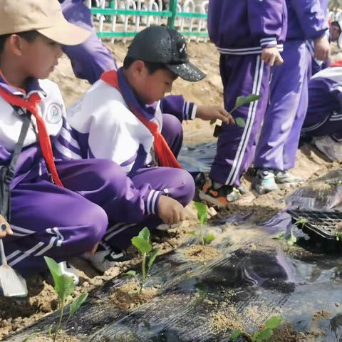 【“三抓三促”移小在行动】劳动励心志，实践促成长— 永靖县移民小学劳动实践基地活动纪实