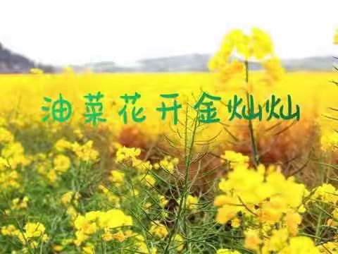 【教育教学】班本课程：油菜花开金灿灿