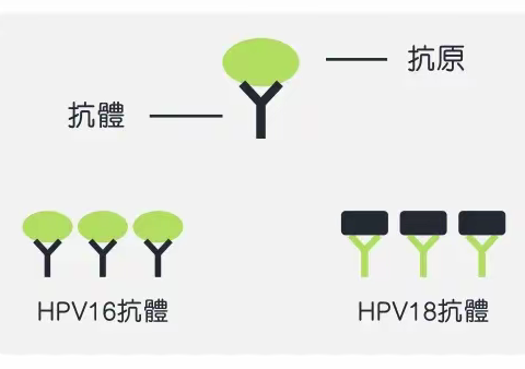 怎样证明接种完HPV疫苗后得到了有效防护