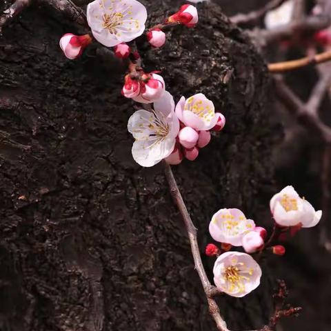 小三班4月主题活动“春天的植物”