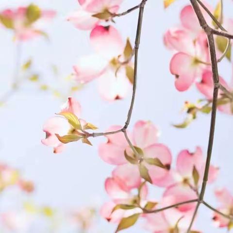 教育芳草地  人间四月天——暨临沂沂河实验小学常规检查