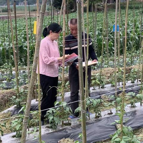 开展豇豆种植技术指导