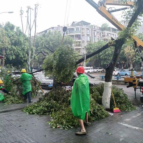 强风暴雨突袭，绿化紧急排危