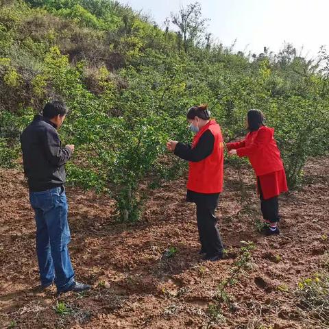 韩城市林业站开展花椒冻害病虫害调查