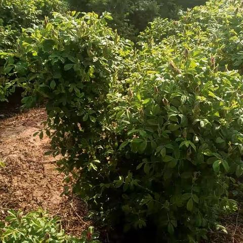 花开五月 玫瑰花开初绽放 东阿镇太平村