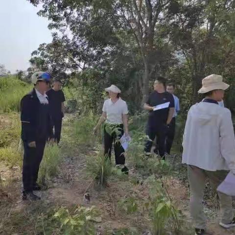 市林业局对天涯区开展2023年上半年森林生态保护补偿管理成效检查工作