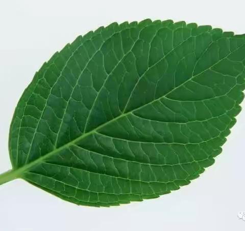 郭杜街道中心幼儿园中三班班本课程《叶子奇遇记》