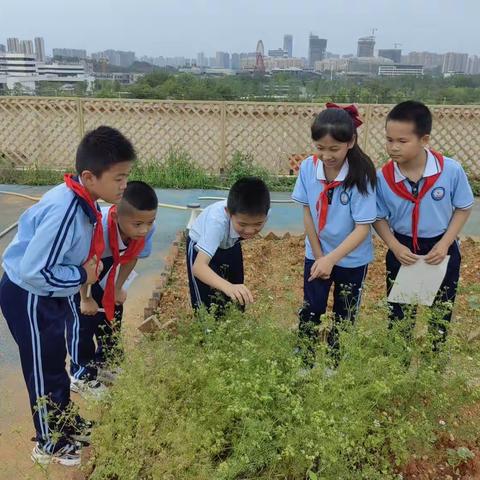 播种一抹绿色，感悟生命精彩— —师大二附小四4中队4月种植实践活动记录