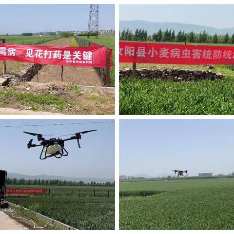 汝阳县农业农村局:实施小麦“一喷三防”确保夏粮增产增收