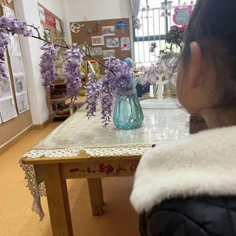 紫藤花开