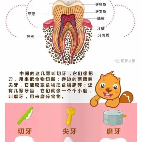 牙齿🦷小秘密