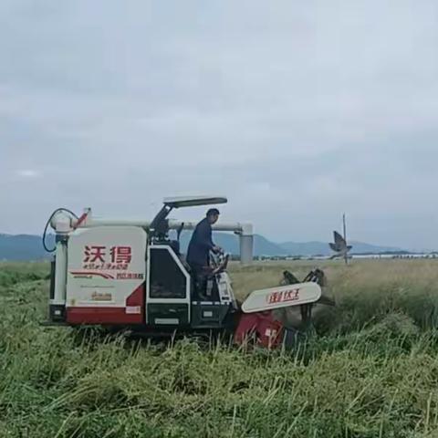 百亩油菜喜丰收                      稻油轮作增收益