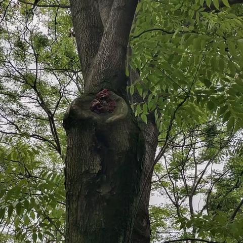 探索大自然的秘密，感受大自然的气息－－弘文幼儿园大四班森林课程主题活动🌱