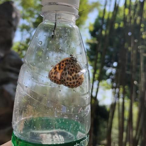 虫虫王国——弘文幼儿园大四班森林课程