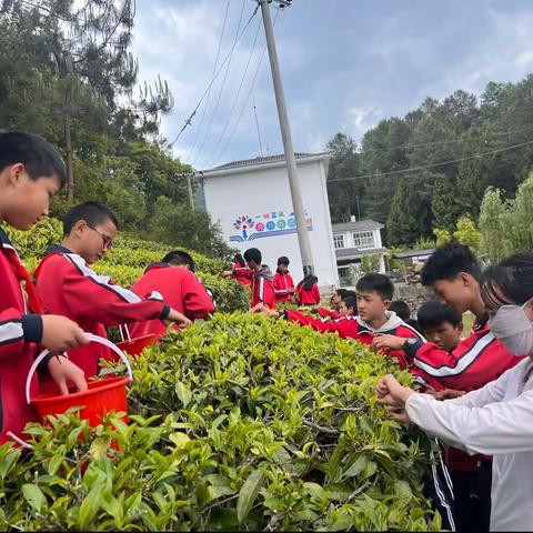 “双减”进行时 | 清明雨后采茶忙——北海镇花园完全小学课后延时特色课堂