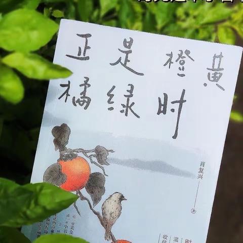 愿你爱这生活 活出“橙黄橘绿”时的味道