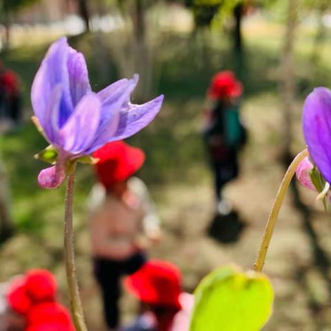 衔接培养班：寻找春日🌸感受色彩的变化☘️