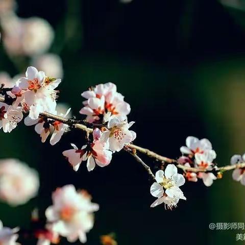 展自我  互学习  促成长 ——瑶田中学理化组公开课教学