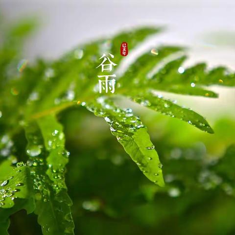 谷雨节气食育活动——谷雨茶