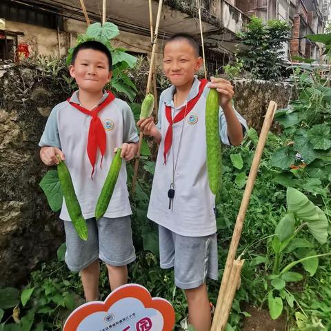 【劳动成果】辛勤劳动结硕果，实践基地喜丰收——西江小学劳动教育实践基地劳动成果展示