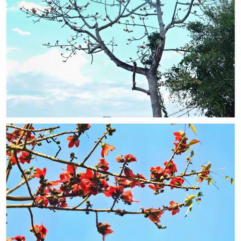 苔花如米小，也学牡丹开——记乐东思源高中第五届“苔花杯”青年教师教学比赛及评课活动