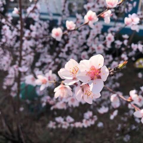 平罗一幼小五班课程故事《花花世界》