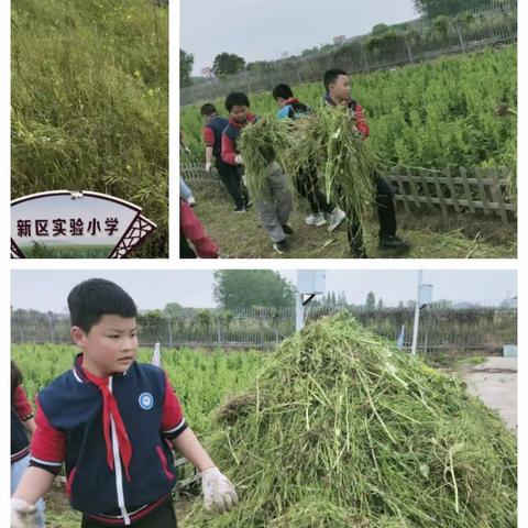 躬耕识农事，实践觅真知——丹阳市新区实小五年级学生赴江苏省镇江市未成年人社会实践基地体验农事活动