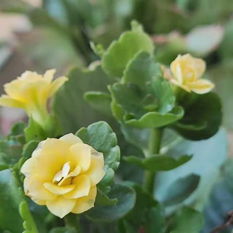 优质课展风采，三尺讲台竞芳菲-丰城九中高中化学优质课圆满举行