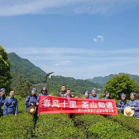 春风十里 茶山知遇-张家界分行高端客户采茶主题活动