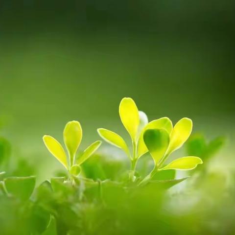 卧牛河镇中心幼儿园   中三班宝贝丰富多彩的学习生活