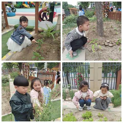 常青藤幼儿园小三班:幼儿园的时光周记录🌾