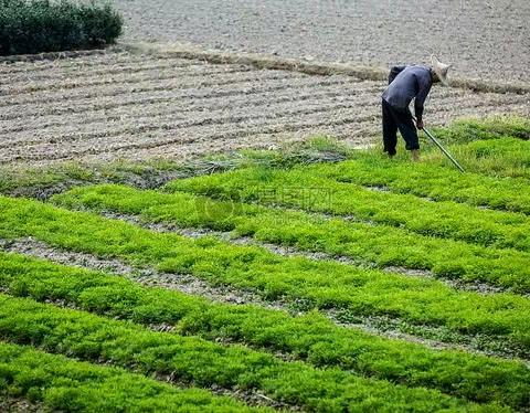 生命的脆弱与顽强