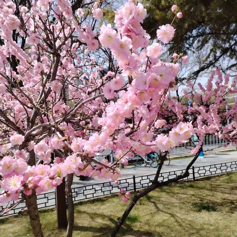 “五一”假期到  安全不放松——岷县马坞初级中学“五一”放假通知